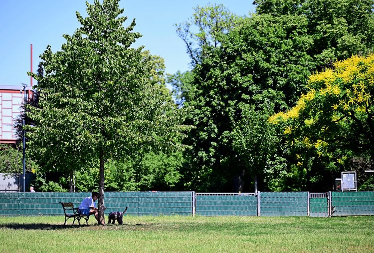 Eine Person sitzt mit ihrem Hund unter einem Baum im Schatten in einem Park in Wien. Im Hintergrund sind weitere Bäume und ein Zaun sichtbar. Sommerliche Atmosphäre.