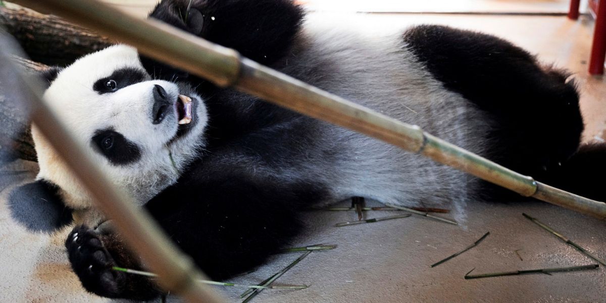 Tiergarten Schönbrunn heißt Pandas offiziell willkommen