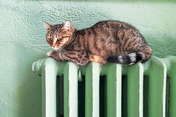 So gemütlich wie die Katze sollten es sich Eigentümergemeinschaften und Hausbesitzer nicht machen, wenn es um nachhaltige Alternativen zur Gasheizung geht.