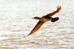Fischfresser: Mehrere EU-Länder wollen Jagd auf Kormorane erlauben