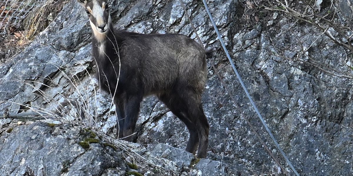 Chamois on the Kapuzinerberg get fresh blood – nature