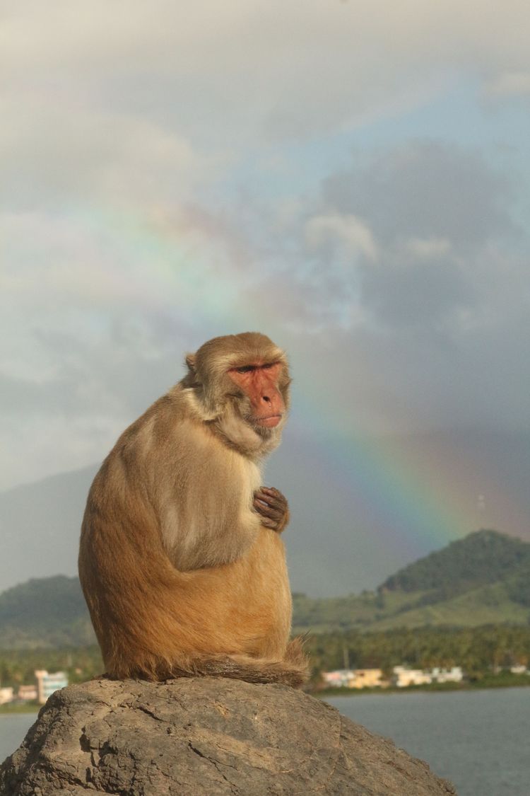 Makake sitzt im Vordergrund auf einem Felsen, im Hintergrund ist ein Regenbogen zu sehen.