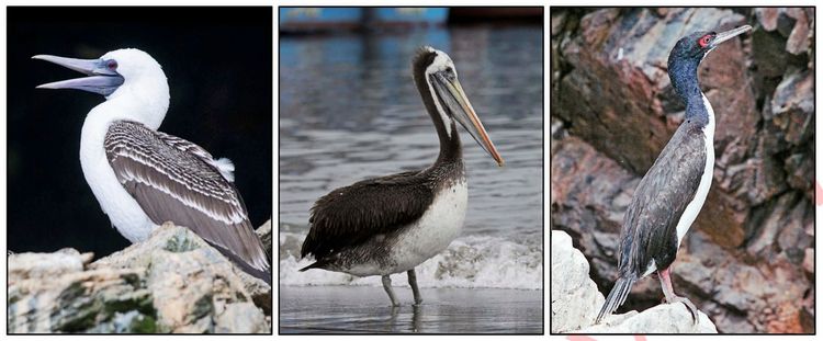Wie Vogeldreck einem Knigreich in Sdamerika vor 800 Jahren den Aufstieg  sicherte - Archologie - derStandard.de  Wissen und Gesellschaft