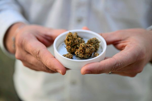Cannabis-aus-der-Apotheke-Schweizer-Studie-zeigt-positive-Wirkung