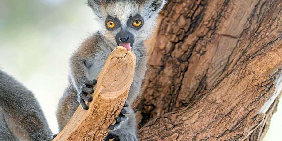 Nachwuchs bei den Kattas im Tiergarten Schönbrunn