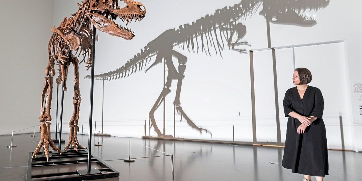 Gorgosaurus skeleton to be auctioned for millions in New York