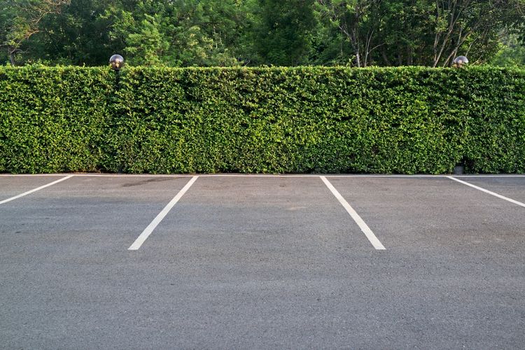 Leerer Asphaltparkplatz mit weißen Markierungen, einer grünen Heckenwand und Bäumen im Hintergrund.