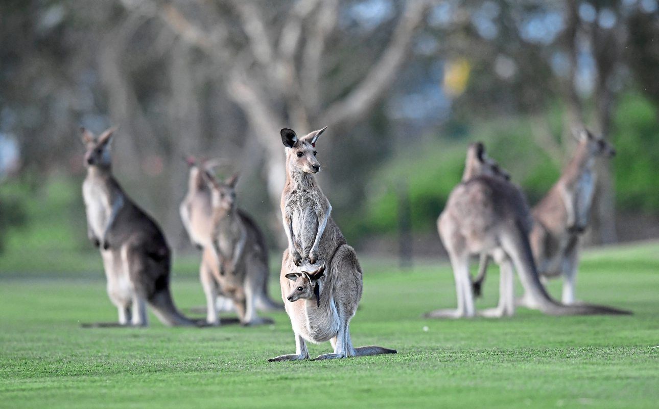 Erste tödliche Känguru-Attacke in Australien seit 85 Jahren ...