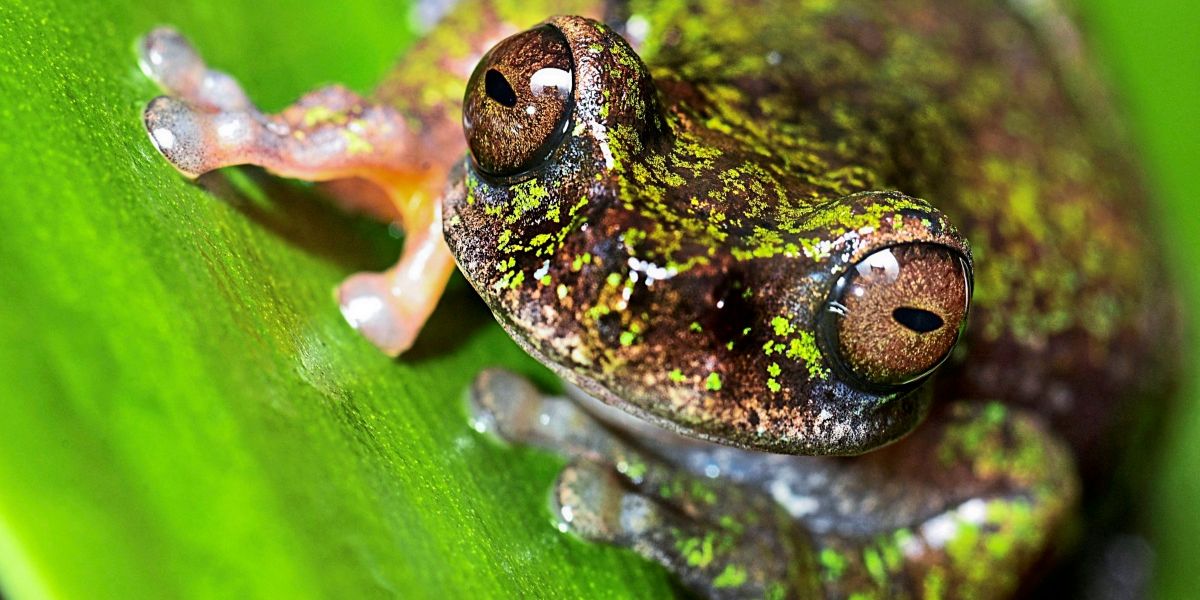 Researchers in Costa Rica discover new frog species in coffee plantations