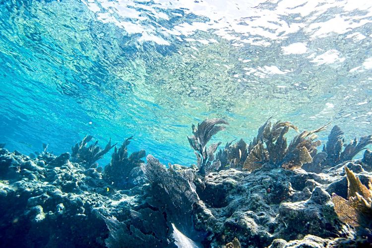Korallen an der Küste Floridas