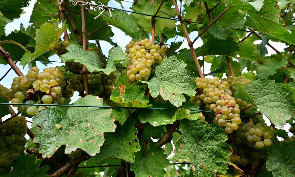 5.000 Kilo Weintrauben spurlos aus zwei Wiener Weingärten verschwunden