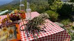 Unterwegs in Istrien: Was Wildspargel so besonders macht c49be311 80f4 47e1 864d 4ce154f5591c