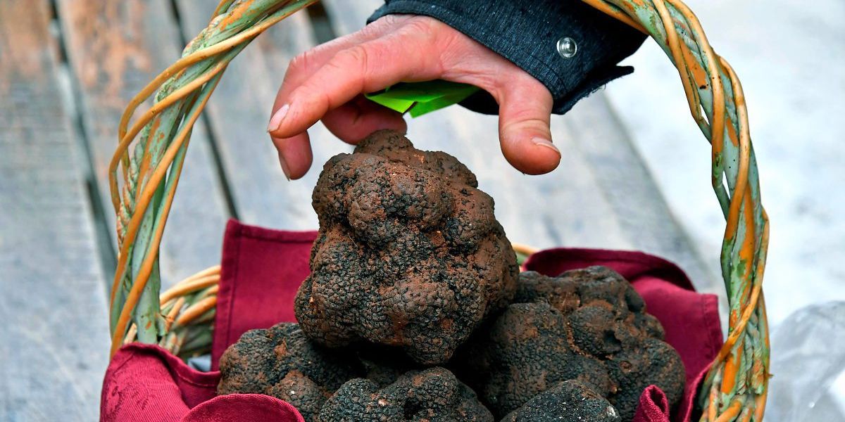 Es trüffelt wieder Die kommenden Trüffelmärkte in Österreich Essen & Trinken derStandard.at