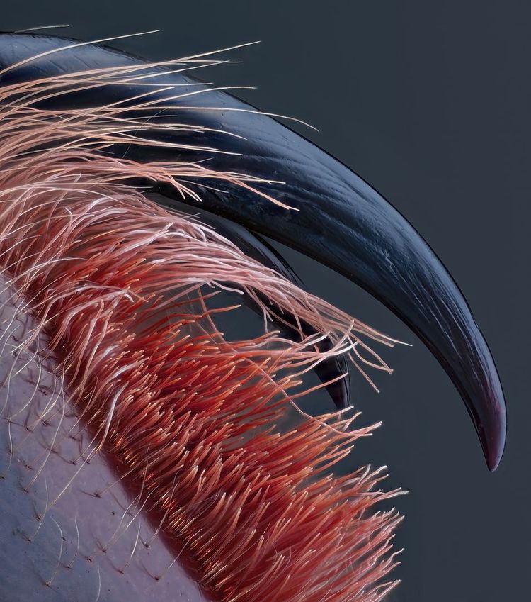 Die Giftzähne einer kleinen Vogelspinne zeigt dieses Foto von John-Oliver Dum.