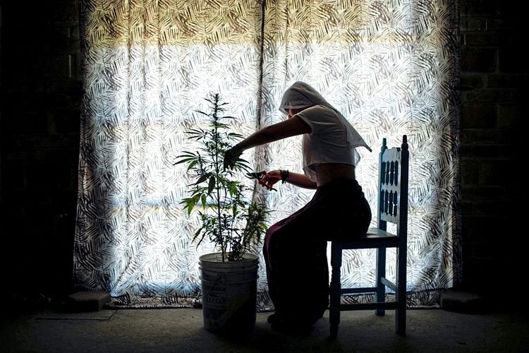 Eine Schwester pflegt eine Cannabispflanze auf der kleinen Plantage der 