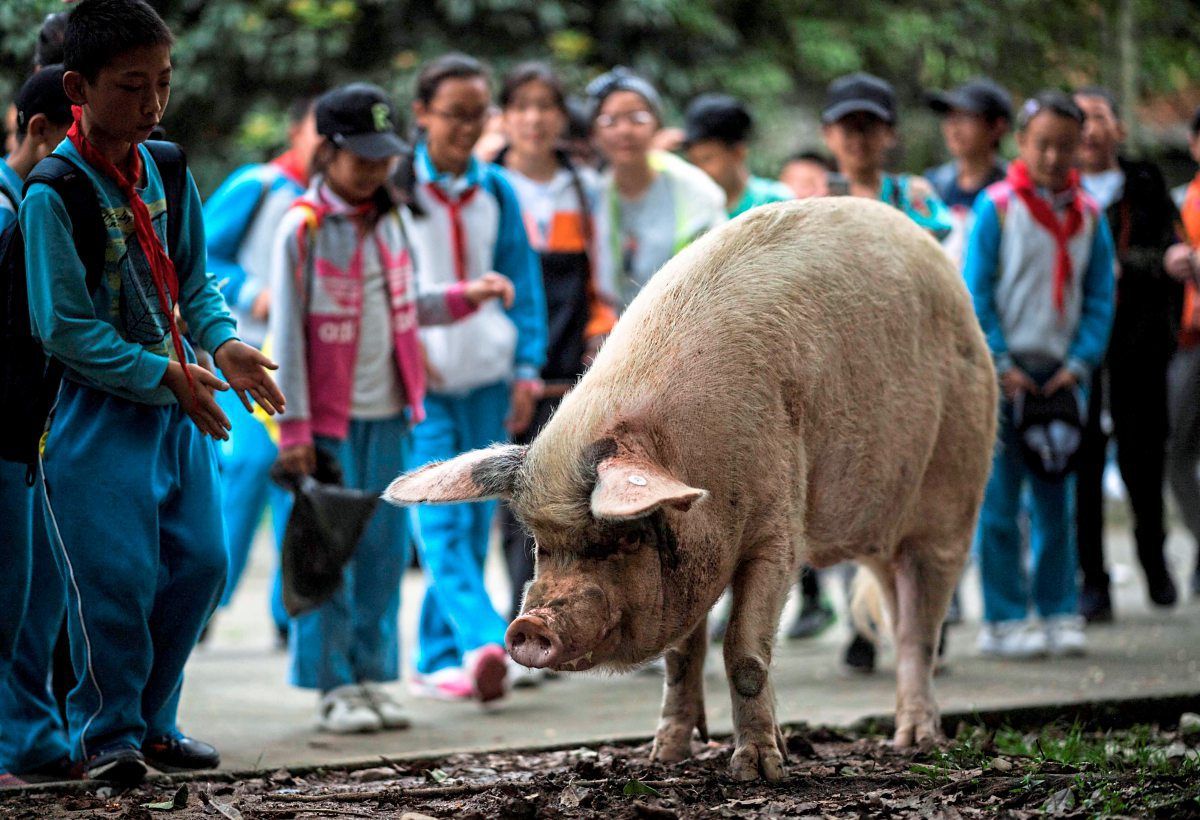 China trauert um legendäres Schwein, das nach Erdbeben 36 Tage unter ...
