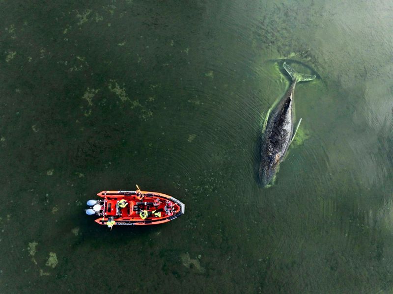 Salzarmut und Verletzungen setzen Buckelwal in der Ostsee schwer zu
