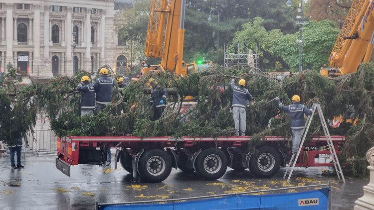 Bevor der Baum aufgestellt wird, entfernen Arbeiter die Schnüre, mit denen die Äste für den Transport zusammengebunden wurden.