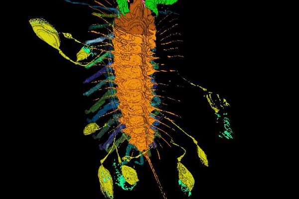 Wissenschaft Natur Palaontologie Derstandard At
