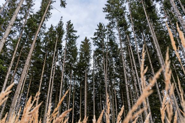 Sieht-sterreich-vor-lauter-Fichten-den-Wald-nicht-mehr-