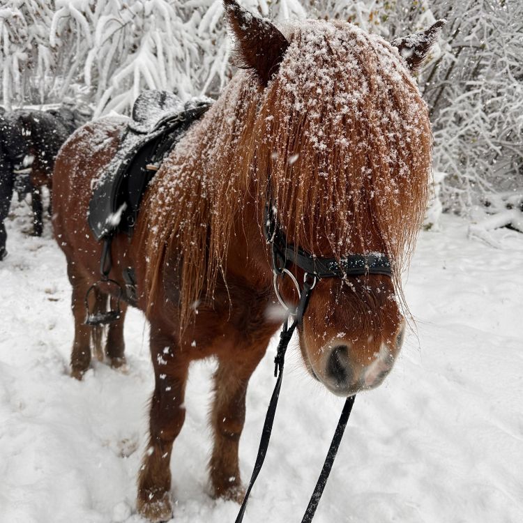 Pferd mit Schnee