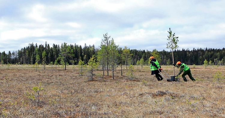 Zwei Personen in grünen Warnwesten und orangenen Helmen pflanzen Bäume auf einer offenen Moorlandschaft mit spärlichem Bewuchs. Im Hintergrund ist ein dichter Nadelwald zu sehen.