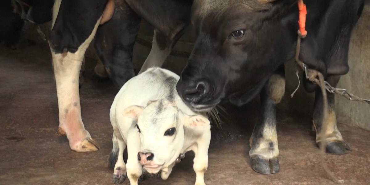 Zwergkuh Rani wird Touristenattraktion in Bangladesch - Video ...