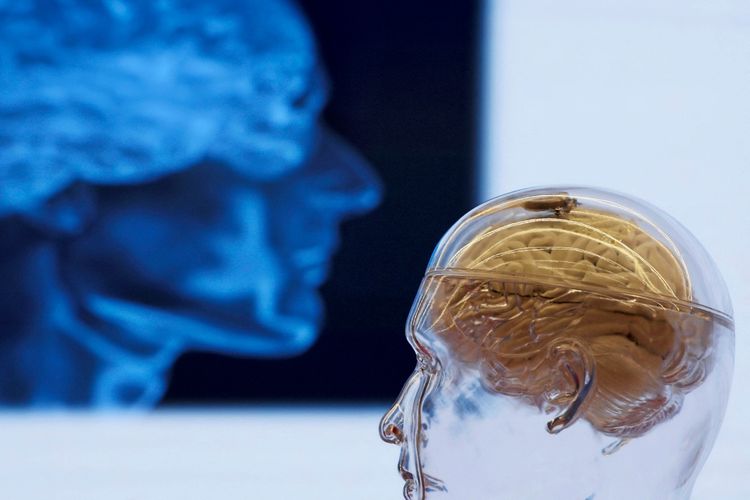 Ein transparentes Modell eines menschlichen Kopfes mit sichtbarem Gehirn ist im Vordergrund zu sehen, während im Hintergrund verschwommen das Profil eines blauen Gehirns dargestellt ist.