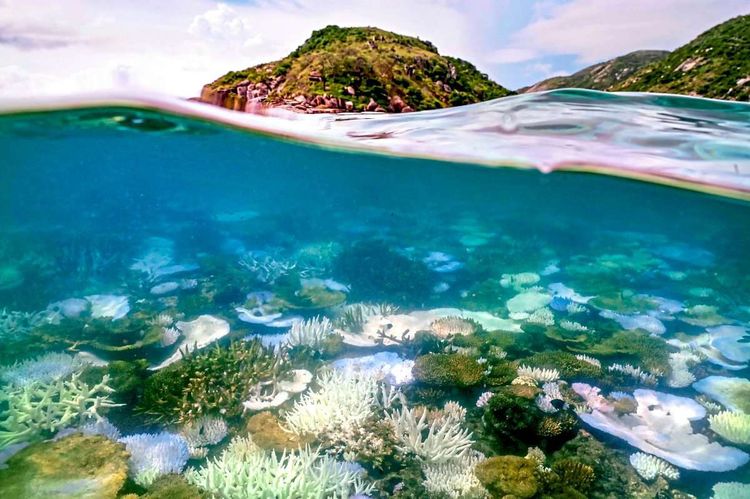 Korallenbleiche am Great Barrier Reef