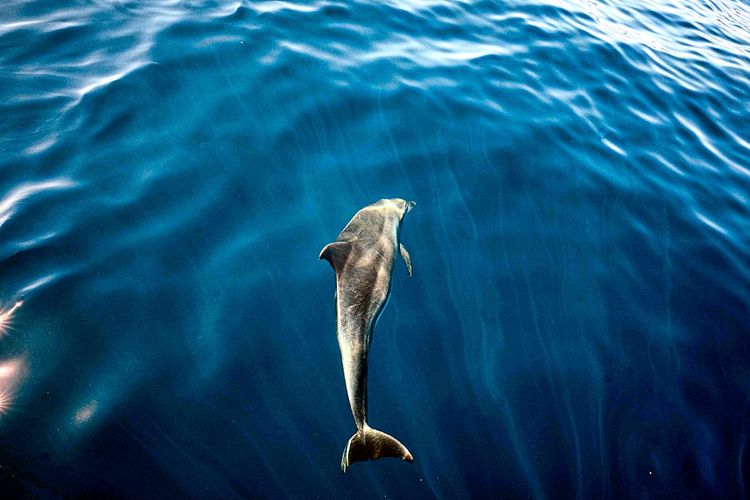 Ein Delfin im Meer.