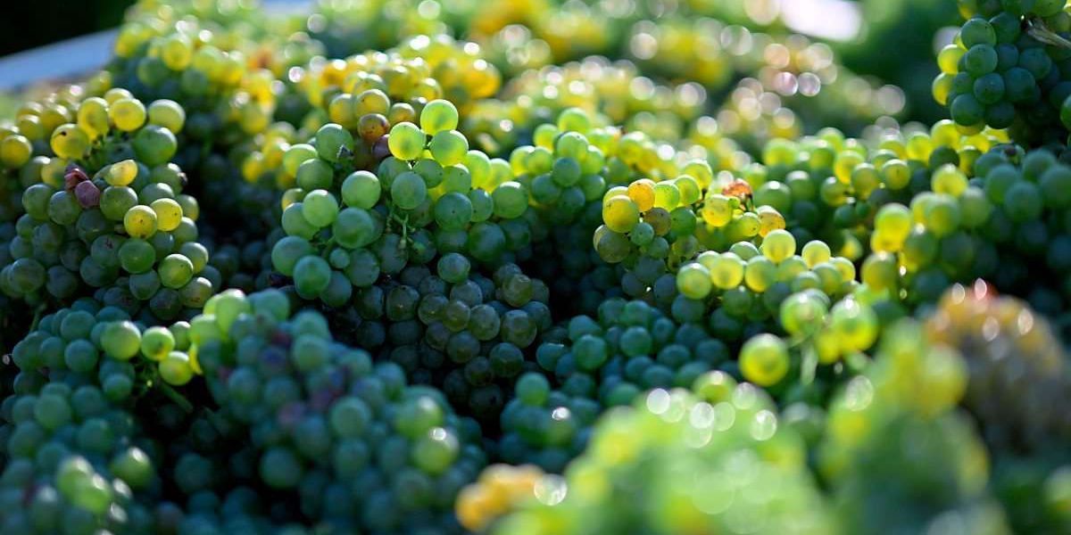 Ewigkeitschemikalie TFA kommt in größeren Mengen im Wein vor