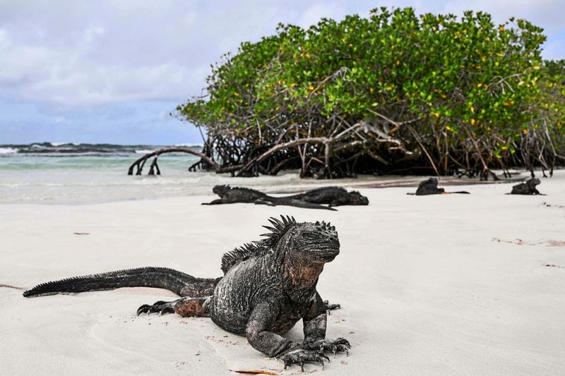 Ecuador erlaubt Abbau von Rohstoffen auf Galápagos-Inseln