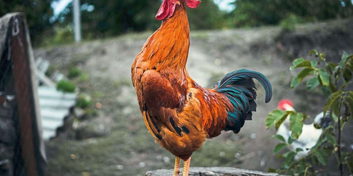 The bizarre neighborhood dispute over Kiki the rooster – housing rights