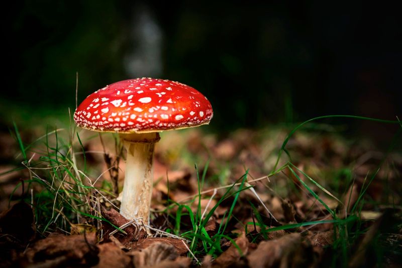 Burgenland für ein Verbot von "Edibles"