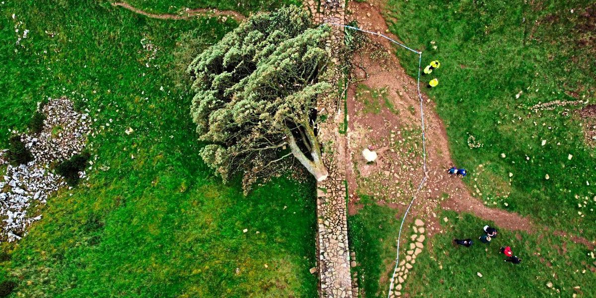 Berühmter Robin-Hood-Baum in Nordengland illegal gefällt