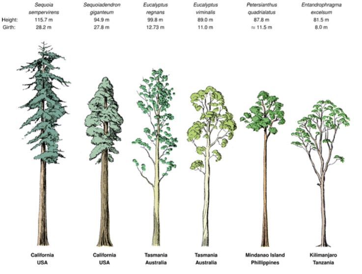 Forscher finden den vermutlich höchsten Baum Afrikas Natur derStandard.at › Wissenschaft