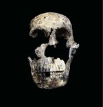 Rätsel um Ähnlichkeit aller "Sternenmenschen"-Fossilien dürfte gelöst sein Bei der in der südafrikanischen Rising-Star-Höhle entdeckten Menschenart Homo naledi fehlten geschlechtstypische Unterschiede zwischen Individuen. Sie waren wohl alle Frauen