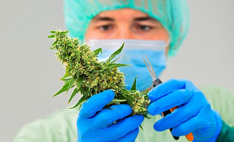 Ein Labormitarbeiter bearbeitet eine Cannabispflanze.