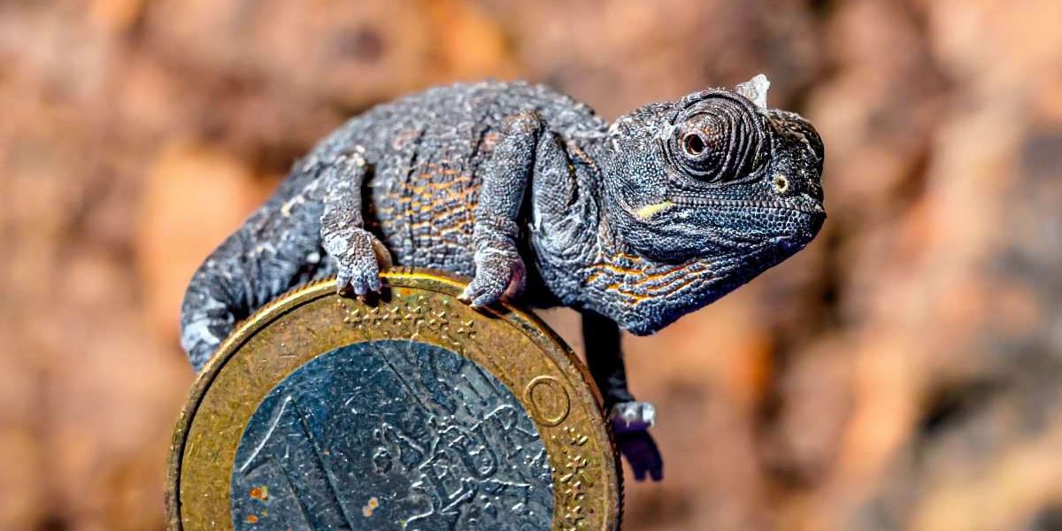 World’s first desert chameleon bred in Vienna