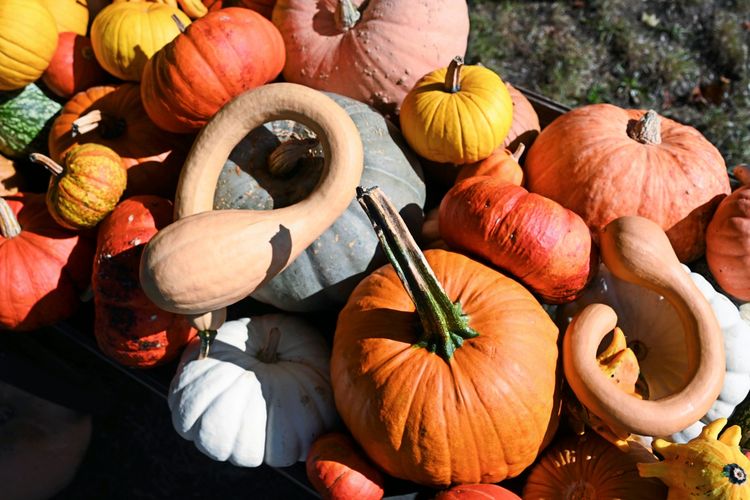 Eine bunte Auswahl an Kürbissen verschiedener Formen und Farben, darunter orange, gelbe, grüne, weiße und längliche Sorten, dicht nebeneinander angeordnet. Herbstliches Ambiente. Papenburg, Niedersachsen, Deutschland.