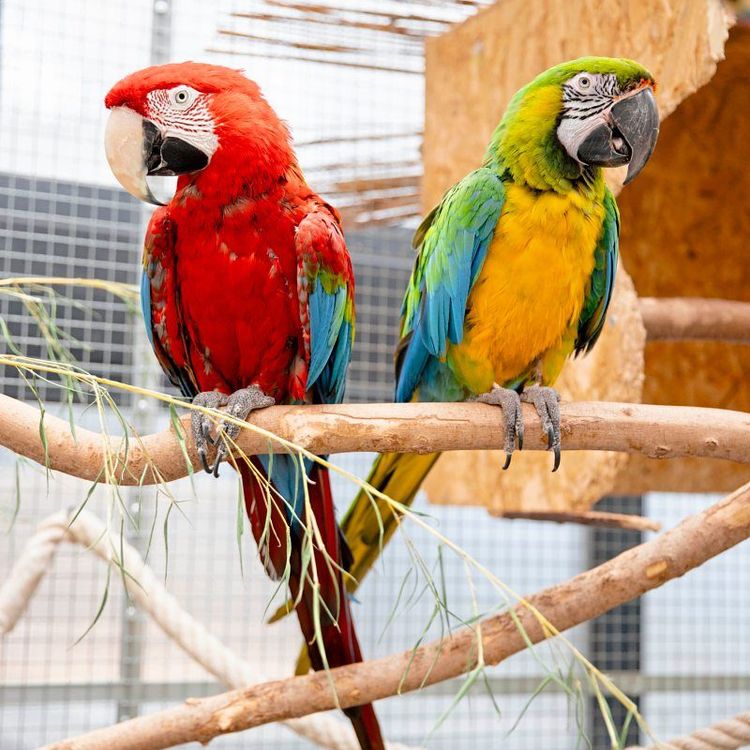 Das Papageienschutzzentrum ist im neunten Bezirk