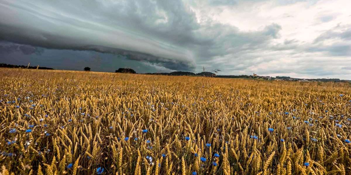 Wettlauf um knappe Rohstoffe treibt in Österreichs Biobranche gefährliche Blüten