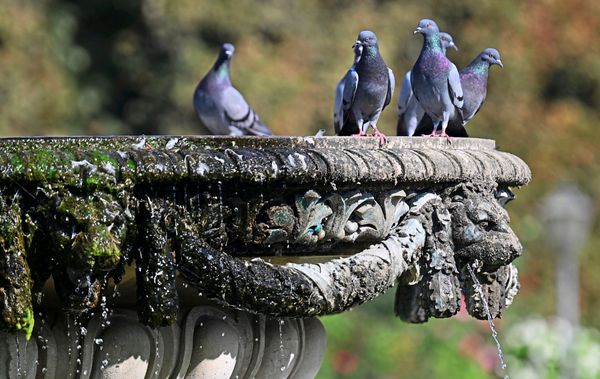 Wo-sich-in-Wien-gef-hrliche-Viren-tummeln
