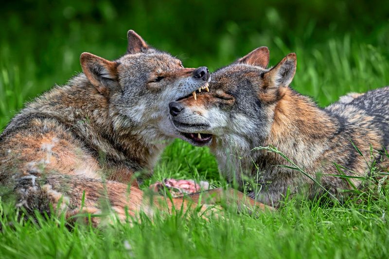 Wolf in Osttirol zum Abschuss freigegeben