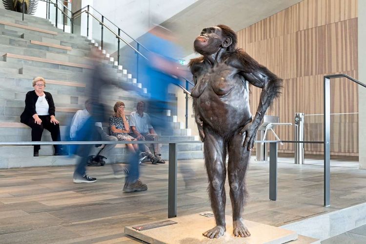 Australopithecus afarensis Lucy sieht in dieser Rekonstruktion ähnlich aus wie ein etwas weniger behaarter Schimpanse mit geraden Beinen. Sie steht im Museum an einer Treppe im Foyer, die Hände auf die Hüften und Oberschenkel gestützt. Besucherinnen und Besucher laufen verschwommen an ihr vorbei.