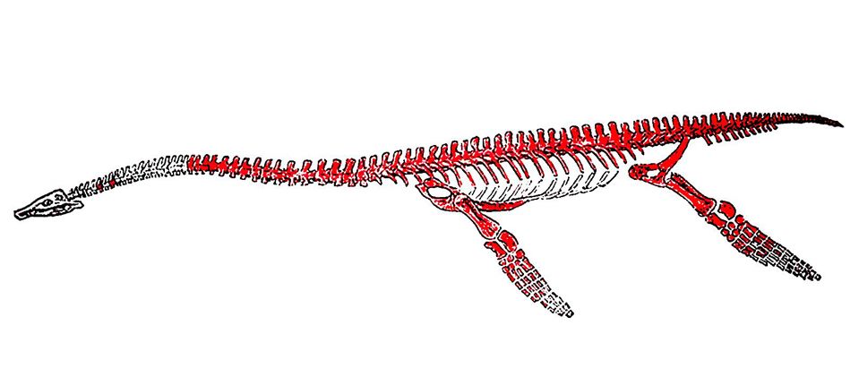 Westphaliasaurus simonsensii: Der Fund eines Lebens - Natur ...