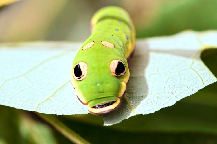 Grüne Raupe, die aussieht wie eine Schlange, auf einem Blatt.