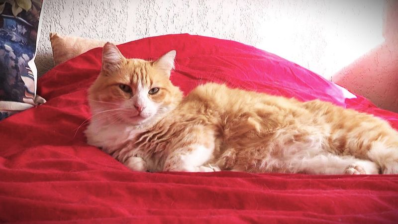 Gericht in Frankreich verurteilt Hauskatze zum Drinnenbleiben