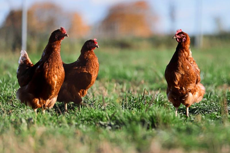 Vogelgrippe: Rund 1,5 Millionen Tiere in Deutschland gekeult