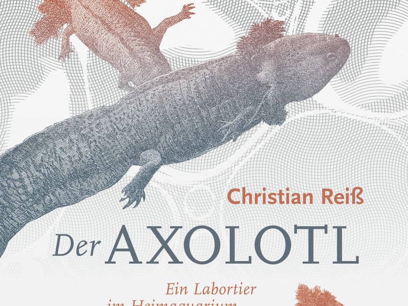 Als die Axolotl Europa eroberten - Wissens-Blogs - derStandard.de